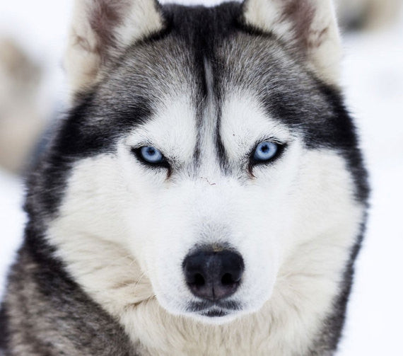 Siberian Husky Breed Jewelry Face Pendant - TINY BLING