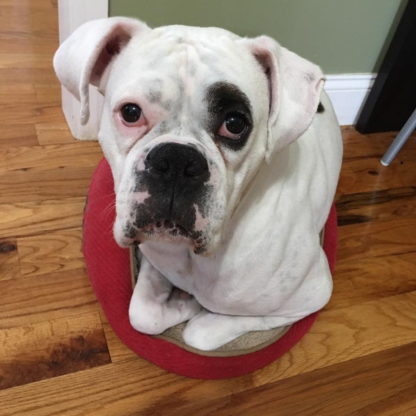 Custom Cuddle Wrap Ring of Otto (Reserved for Jennifer G)