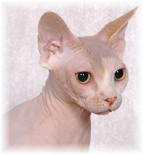 Sphynx Cat Breed Diamond Eyes Pendant - TINY BLING
