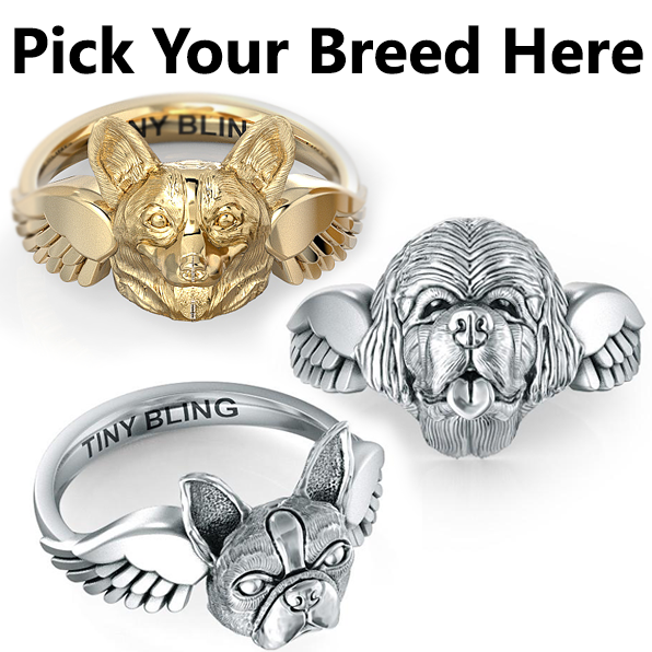 Dog 2025 breed rings