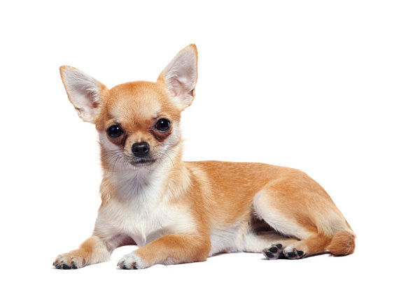 Chihuahua Breed Jewelry Heart Pendant - TINY BLING