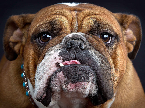 English Bulldog Breed Jewelry Puppy Face Charm - TINY BLING