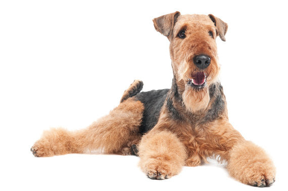 Airedale Terrier Breed Jewelry Cuddle Wrap Ring - TINY BLING